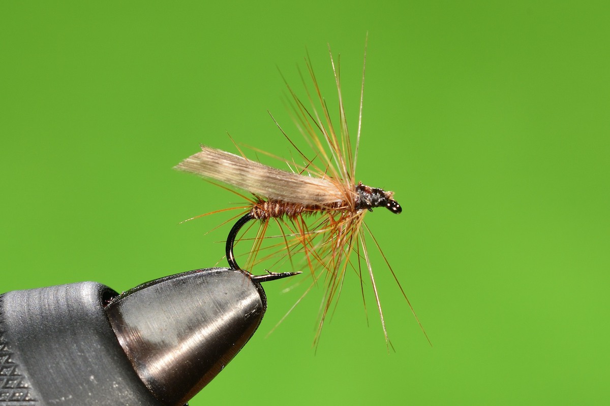 P’s Brown Sedge