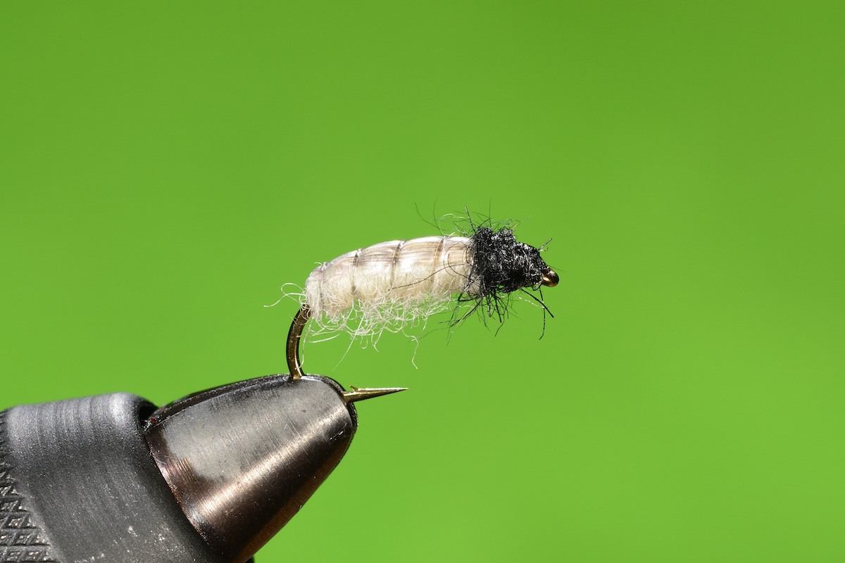 P’s Caddis larva 