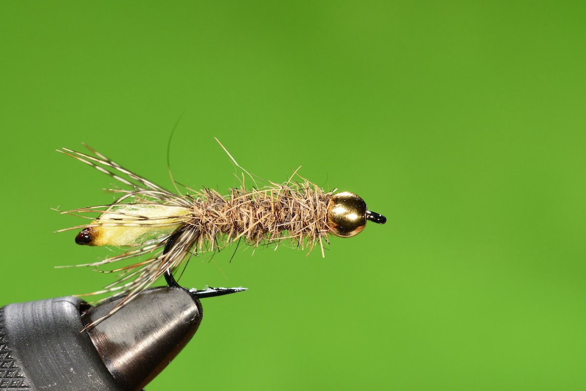 Peeping Caddis