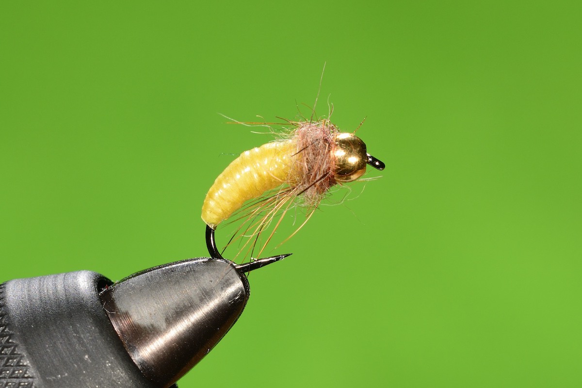 P’s Yellow B.S. Caddis larba